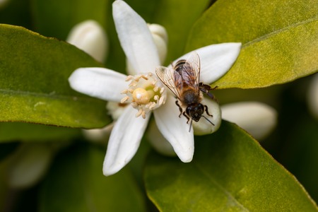 honey bee on orange tree blossom. close up macro flower photoの写真素材