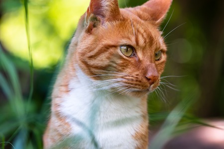 adult domestic cat sitting in grass and daisiesの写真素材
