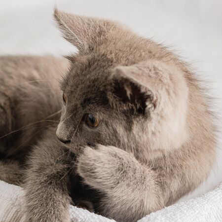 cute domestic kitten lying on white towel. suitable for animal, pet and wildlife themes