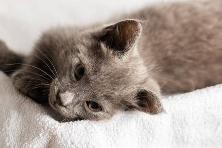 cute domestic kitten lying on white towel. suitable for animal, pet and wildlife themesの写真素材