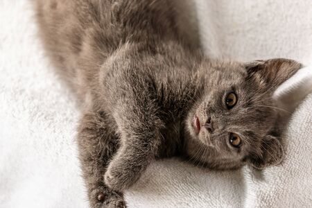cute domestic kitten lying on white towel and looking to camera. suitable for animal, pet and wildlife themesの写真素材