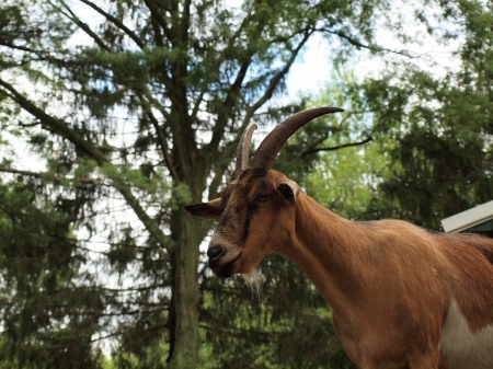 Goat Closeupの写真素材
