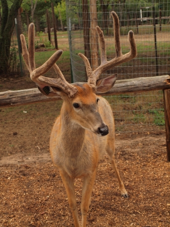 Reindeer in Parkの写真素材