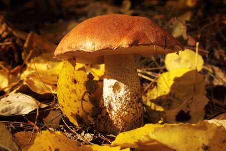 mushroom with a red hat in autumn forestの写真素材