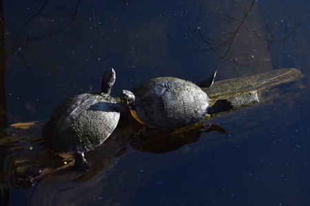 Two Turtlesの写真素材