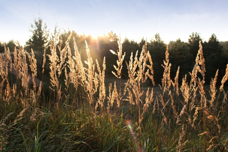 Colorful sunrise in grasslandの写真素材