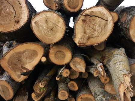 Wood stack