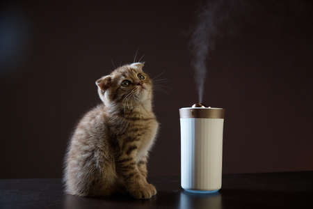 High quality photo about Little red kitten sits and looks at the white steam that comes out of the...