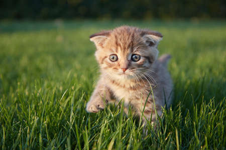 High quality photo about little red kitten sitting in the green juicy grass and watching watching the camera side viewの写真素材