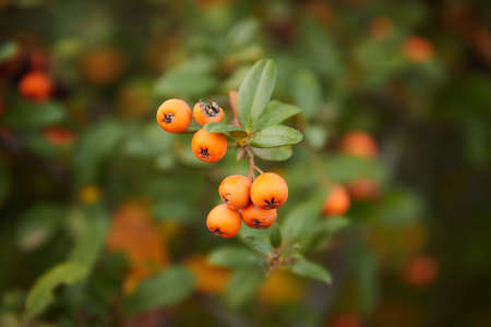 orange rowan berries on a branch hang against the background of a green bush of foliage and a treeの写真素材