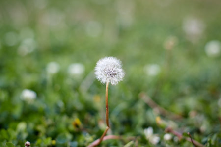 lonely flower dandelion bud in the park in the forest blurred backgroundの写真素材