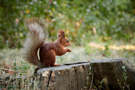 squirrel rodent sitting on a stump holding and eating a nut in its paws fluffy tail blurred backgroundの写真素材