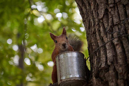A fluffy little squirrel rodent on a tree trunk feeder bank holds a nut in its paws and eats a blurry backgroundの写真素材