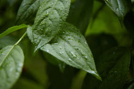 close-up, green leaves macro, landscape in a summer forest, soil and mountain river, blurred...
