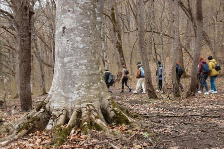 A large tree in the forest, in the background there is a group of tourists, hiking, autumn, the...