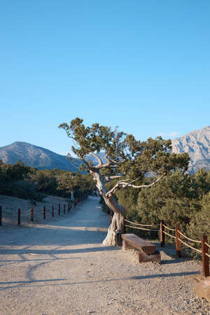 a lonely tropical tree in a national park in the middle of the mountains, a dirt trail, a tree in...