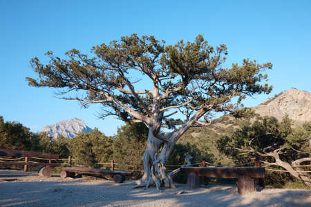a lonely tropical tree in a national park in the middle of the mountains, a dirt trail, a tree in the savannaの写真素材