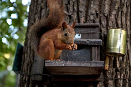squirrel eats from a feeder in the forest on a tree trunk, fluffy tail, autumn, fallen leavesの写真素材