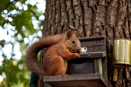 squirrel eats from a feeder in the forest on a tree trunk, fluffy tail, autumn, fallen leavesの写真素材