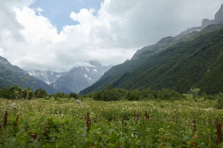 alpine meadows and forest on the mountainside, blooming field and lawn with flowers and plants, mountain landscapeの写真素材