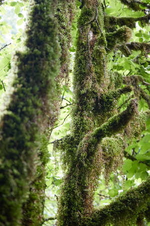 tropical plants in the forest, moss and grasses, succulent plants close-up, blurred background and...