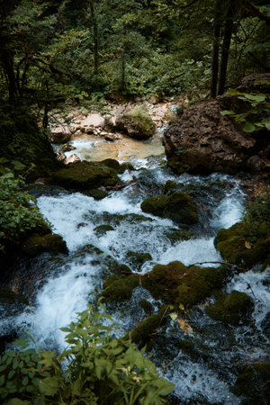 Landscape, mountain river and forest, water flowing over rocks, plants and greenery by the stream