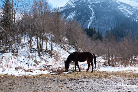 horse grazes in the mountains, an animal eats grass in a snow-covered clearing, mountains in the...
