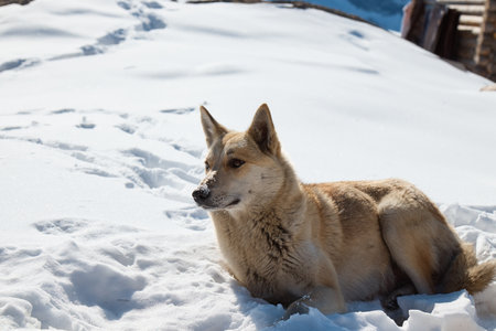 dog in the snow in the mountains, dogs resting in the sun on the mountainsideの写真素材