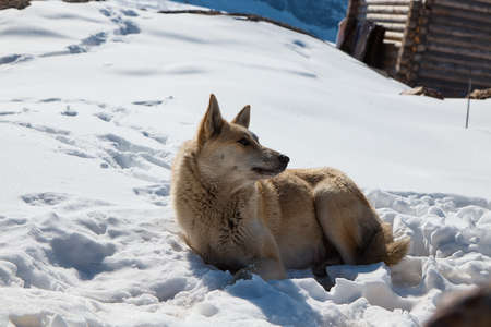dog in the snow in the mountains, dogs resting in the sun on the mountainsideの写真素材