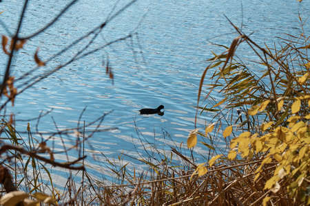 a black bird on the water, a coot, around thickets of grass and bushes, a waterfowl swimmingの写真素材
