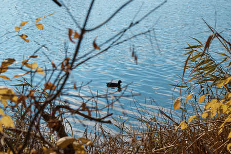 a black bird on the water, a coot, around thickets of grass and bushes, a waterfowl swimmingの写真素材