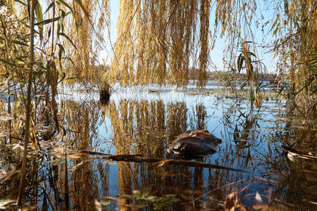 a pool on the lake, willow branches, a bay in the thickets, trees and grassの写真素材
