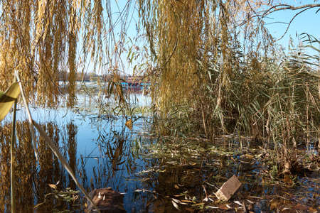 a pool on the lake, willow branches, a bay in the thickets, trees and grassの写真素材