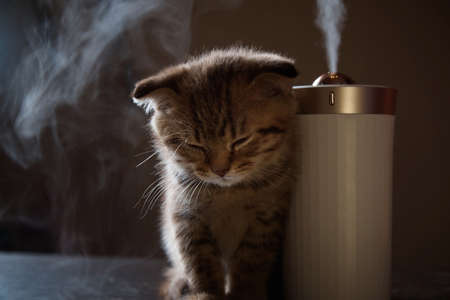 Little red kitten sits and looks at the white steam that comes out of the humidifierの写真素材