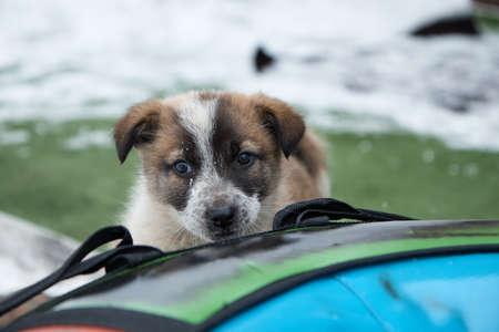 A dog puppy bites and plays with a rope, bites shoelaces, a small animal in winter, close-up,の写真素材