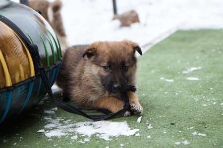 A dog puppy bites and plays with a rope, bites shoelaces, a small animal in winter, close-up,の写真素材