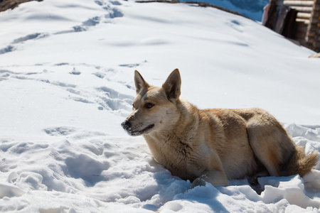 animals in the mountains, dogs in the snow, lying on a snowy slope, close-upの写真素材