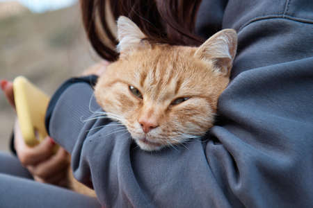 a red-haired cat in the arms of a girl, a kitten looking at the camera, an affectionate catの写真素材