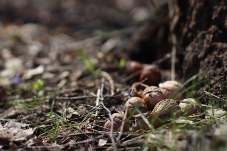 Walnuts in the grass, cracked shells, wet forest and dewの写真素材