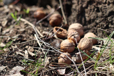 Walnuts in the grass, cracked shells, wet forest and dewの写真素材