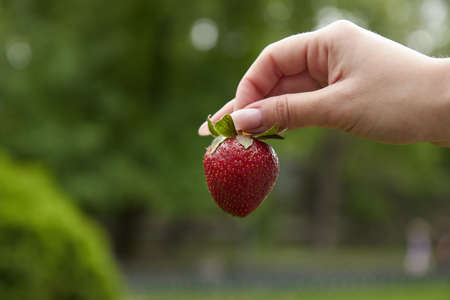 ripe juicy strawberries in hand, close-up, macro, green grass, bright red strawberries, holding fingersの写真素材