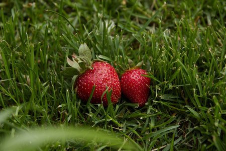 ripe juicy strawberries on the grass, close-up, macro, green grass, bright red strawberriesの写真素材