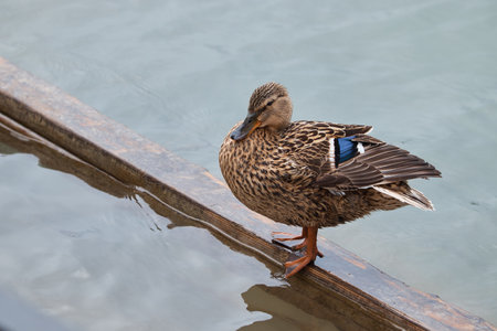 bird sitting on board in water, duck, spotted bird, view from above, looking to sideの写真素材