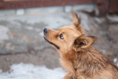 red domestic dog curious, looks around, bright brown color, close upの写真素材