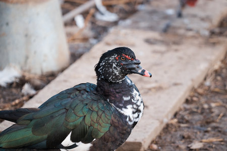 domestic duck on poultry farm, close-up of poultry, standing in snow, householdの写真素材