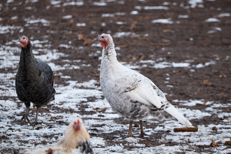 domestic turkey on farm, close-up of bird, poultry farm, portrait of turkeyの写真素材