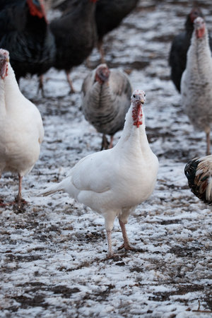 domestic turkey on farm, close-up of bird, poultry farm, portrait of turkeyの写真素材