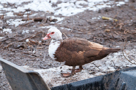 domestic duck on poultry farm, close-up of poultry, standing in snow, householdの写真素材