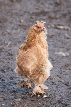 domestic chicken on farm, close-up, rooster portrait, bird, crest and sharp beakの写真素材