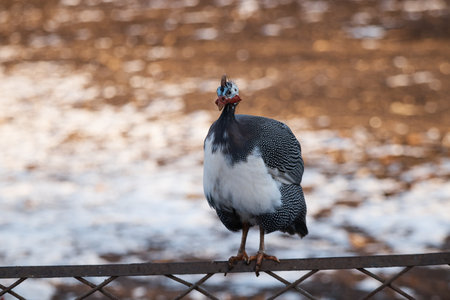 domestic guinea fowl on farm, bird sitting on fence, close-upの写真素材